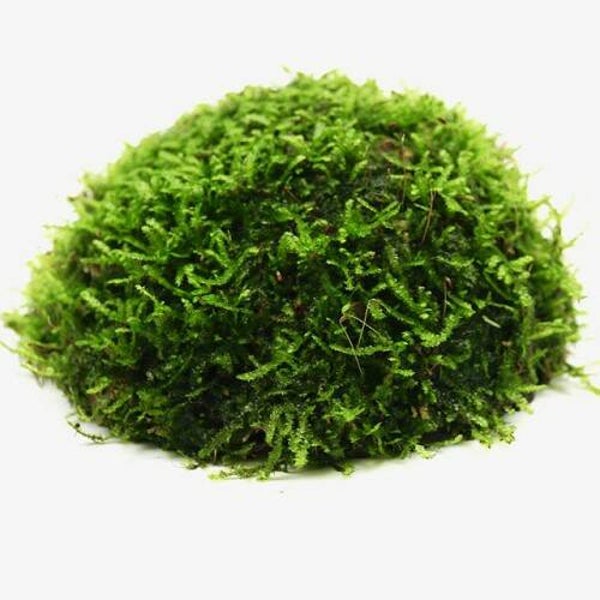 Javamos op cocosnoot