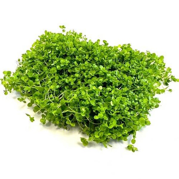 Micranthemum monte carlo op stalen net 16x11 cm.