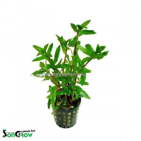 Ammania gracilis green