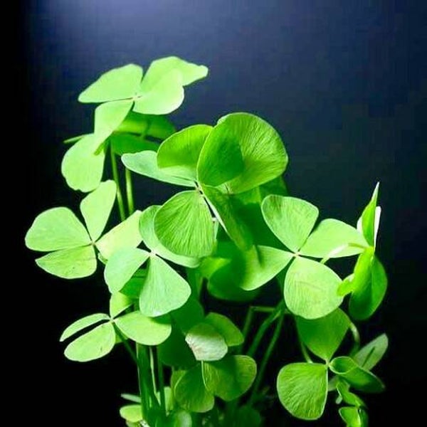 Marsilea hirsuta