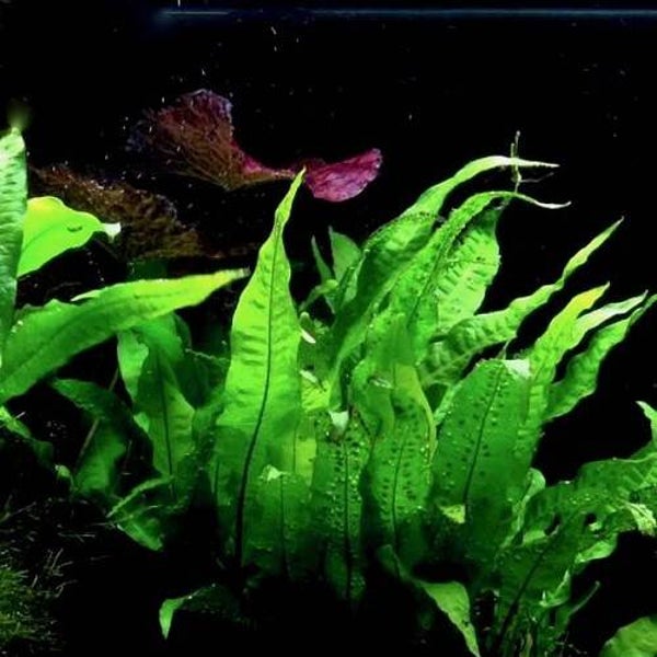 Microsorum pteropus - Javavaren