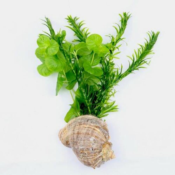 Goudviskommix in schelp