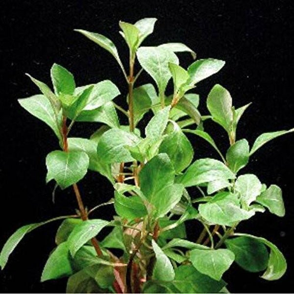 Ludwigia mullertii