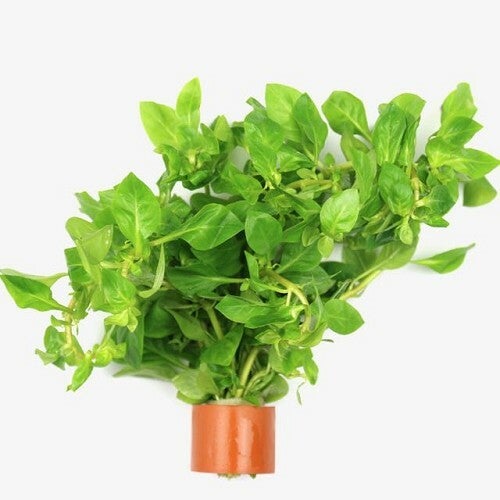 Ludwigia palustris bosje