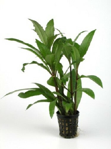 Hygrophila stricta tai