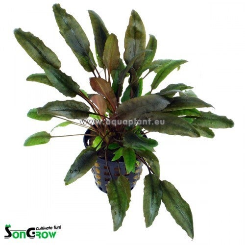 Cryptocoryne indonesii in pot