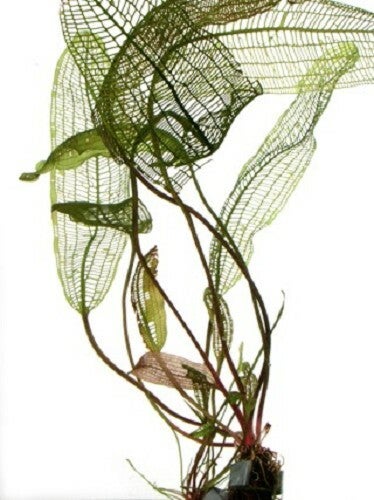 Aponogeton fenestralis (madagascarensis) knol