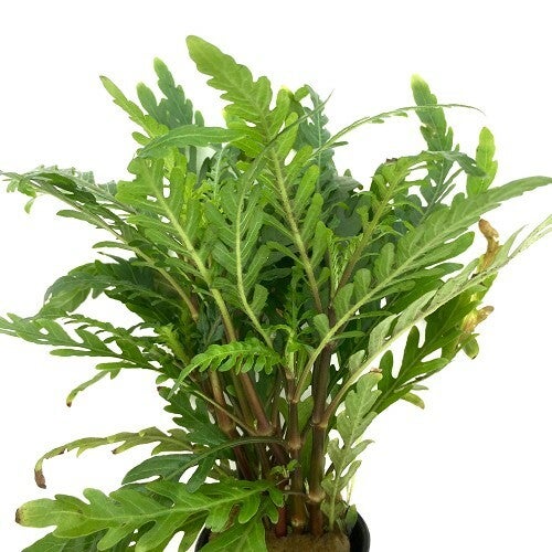 Hygrophila pinnatifida