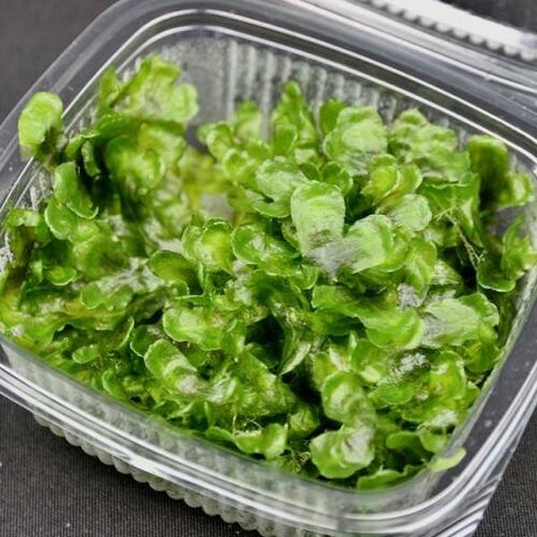 Pelia moss in cup 10x10 cm.