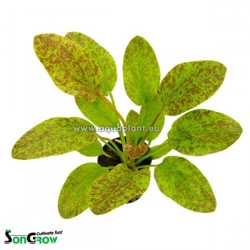 Echinodorus green flame