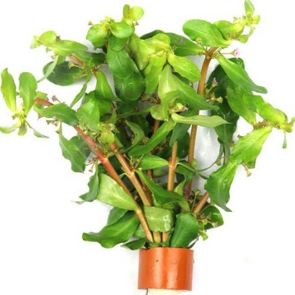 Ammania senegalensis - cognacplant bosje