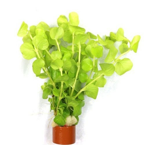 Lysimachia nummularia aurea - penningkruid geel bosje