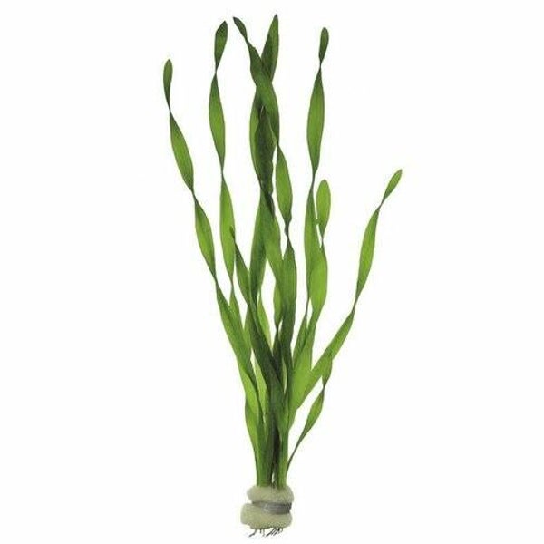 Vallisneria torta bosje