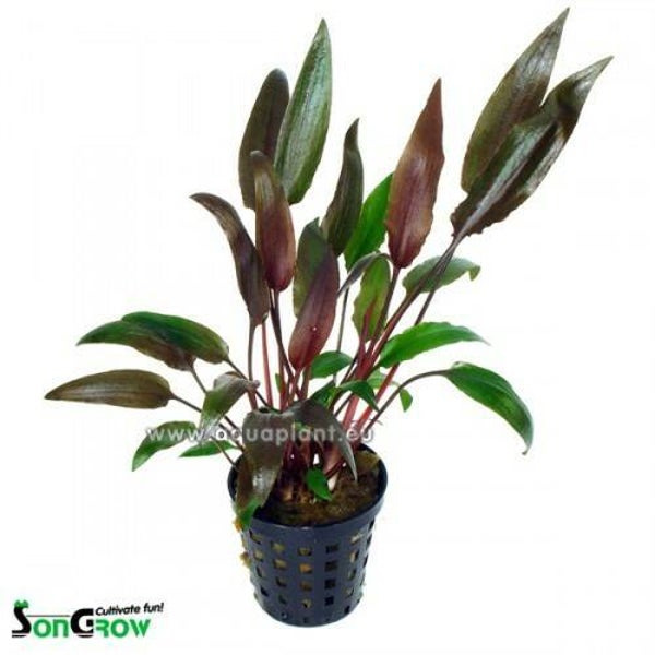 Cryptocoryne walkerii