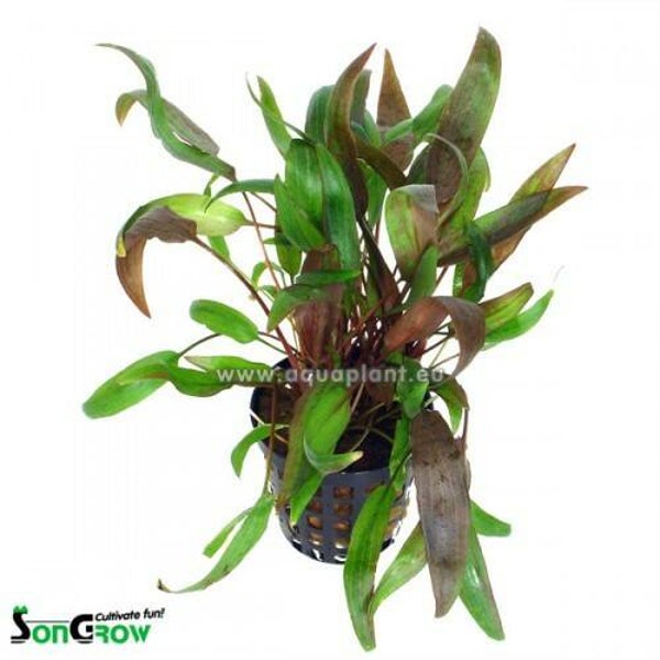 Cryptocoryne wendtii brown