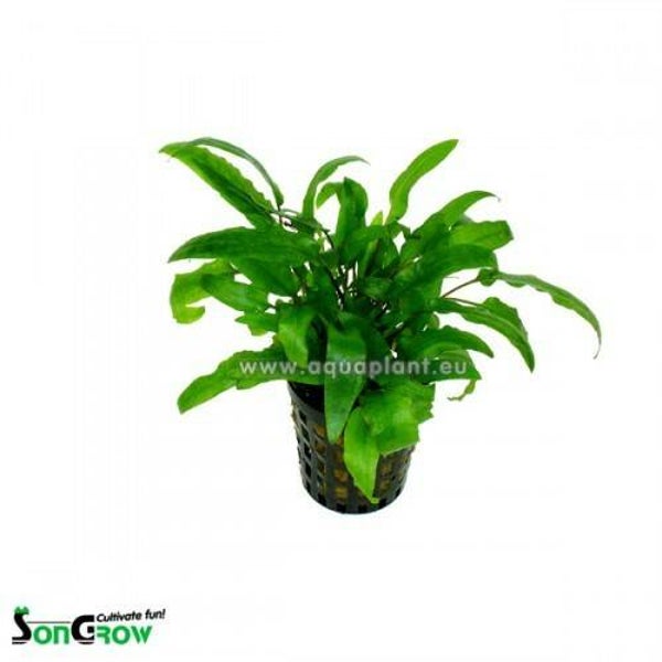 Cryptocoryne wendtii green