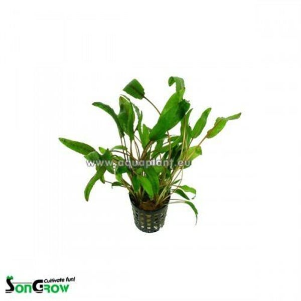 Cryptocoryne willisii