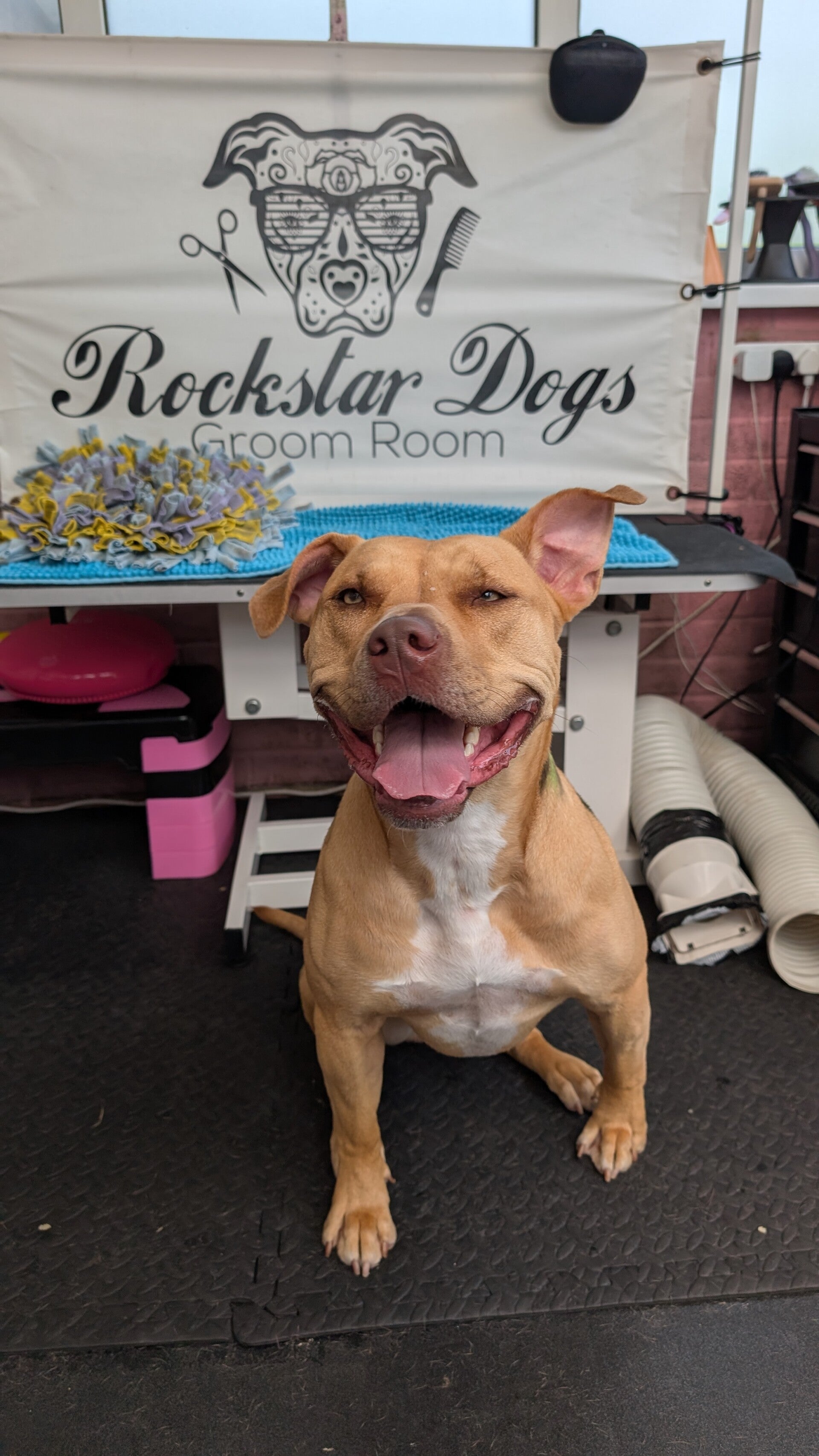 Rockstar Dogs groom room Hazel