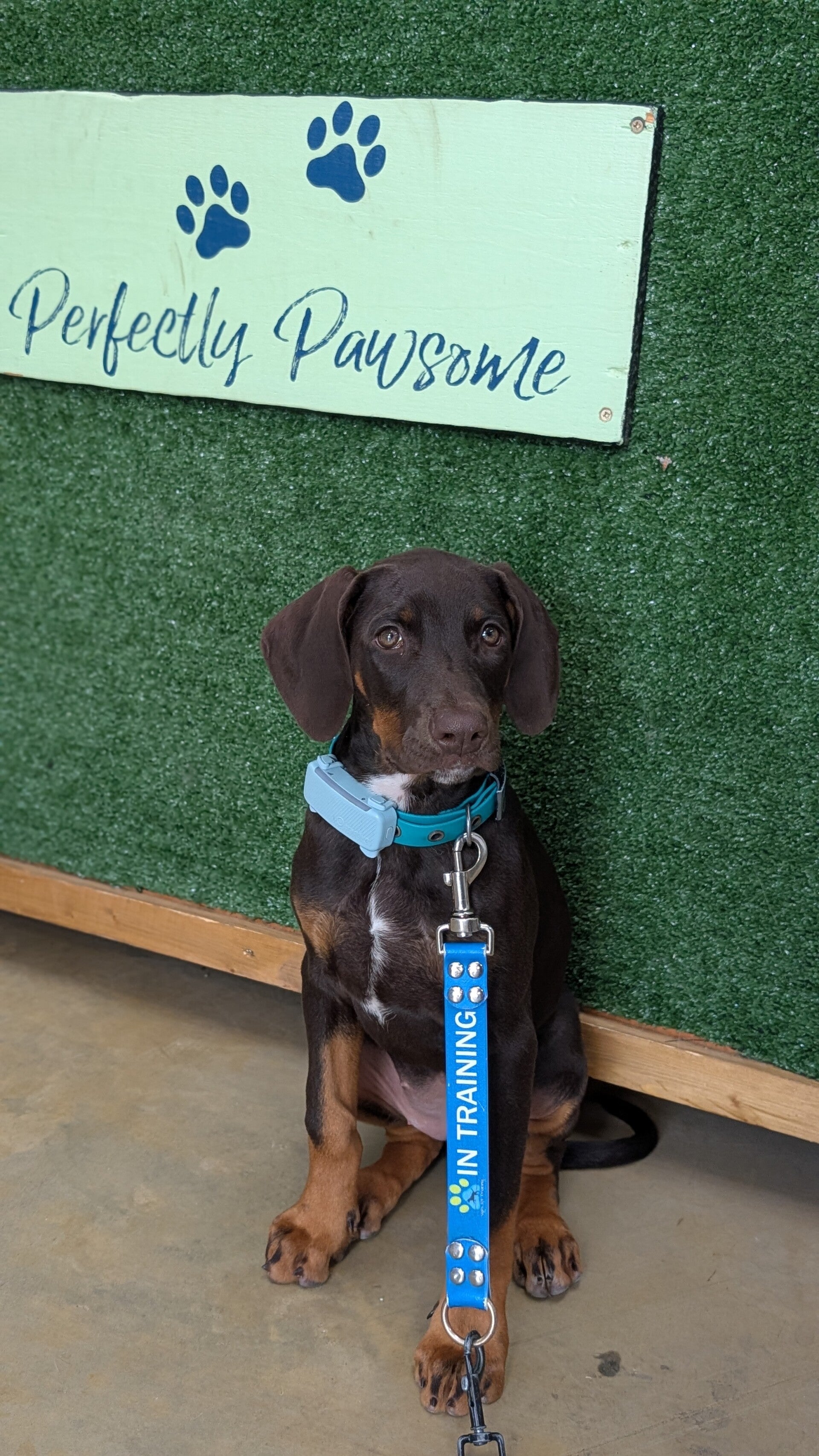 Perfectly Pawsome logo and raven