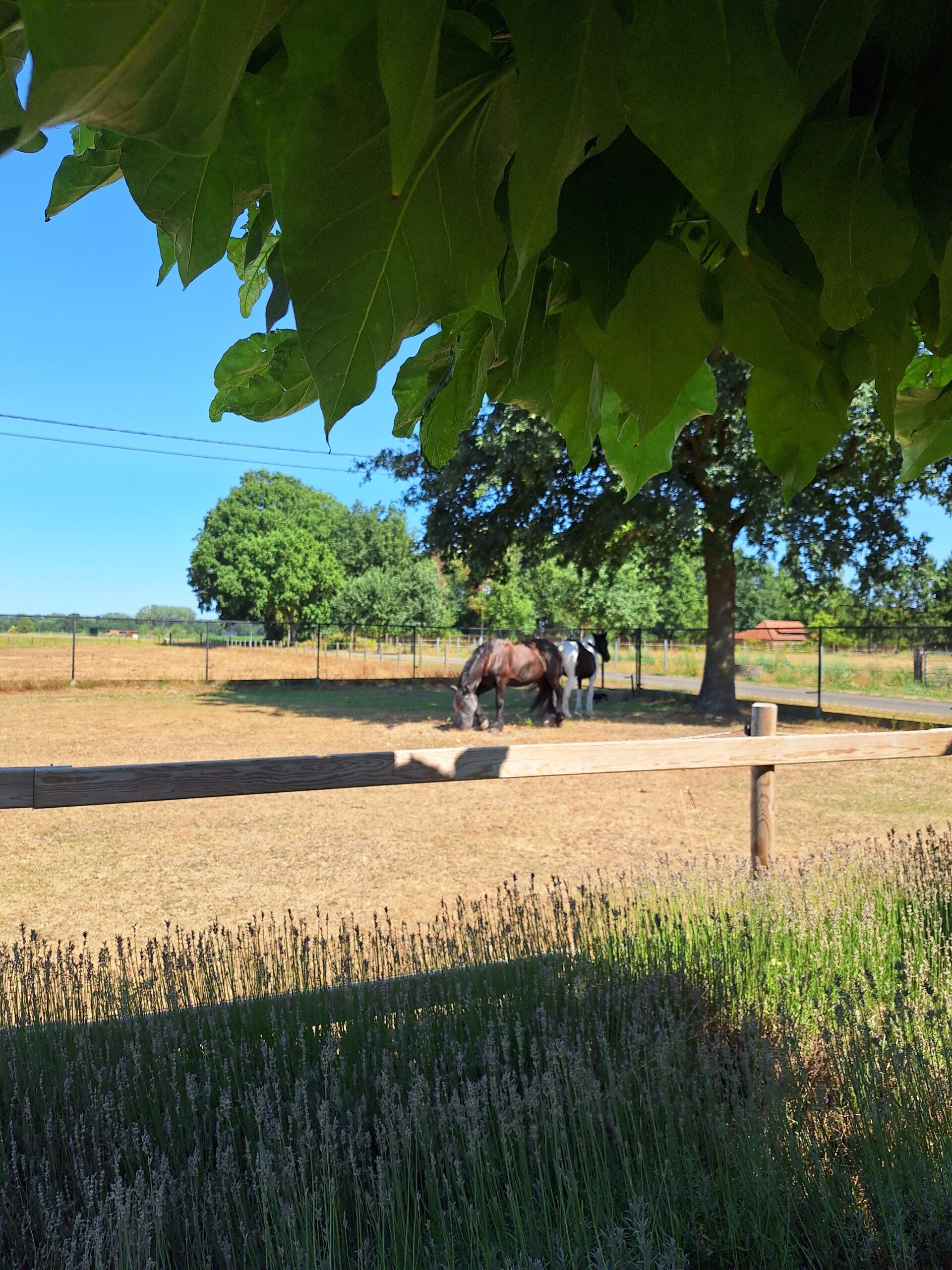 Oudsbergen, Terug in verbinding, paardencoaching, energetische therapie