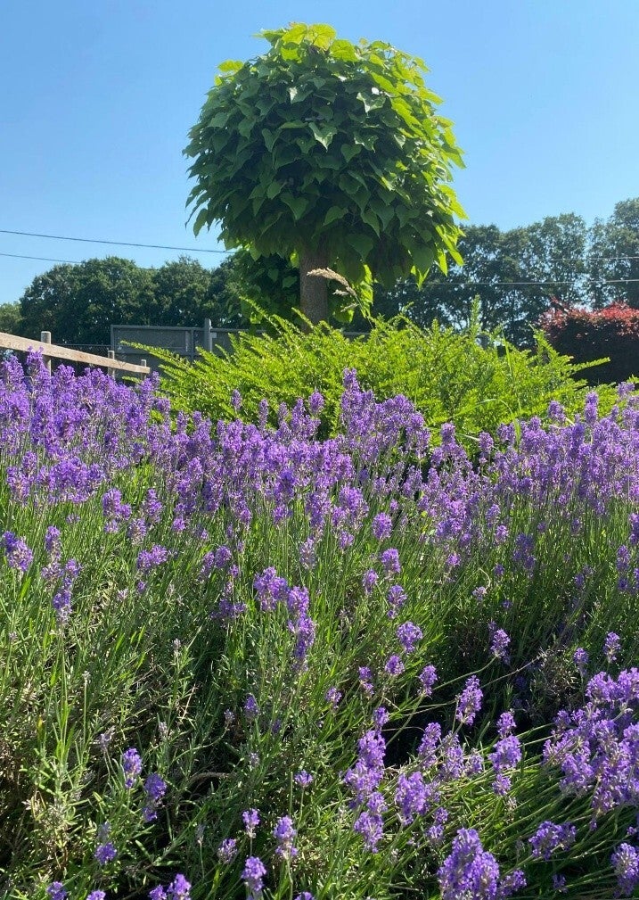 Oudsbergen, Terug in verbinding, paardencoaching, energetische therapie