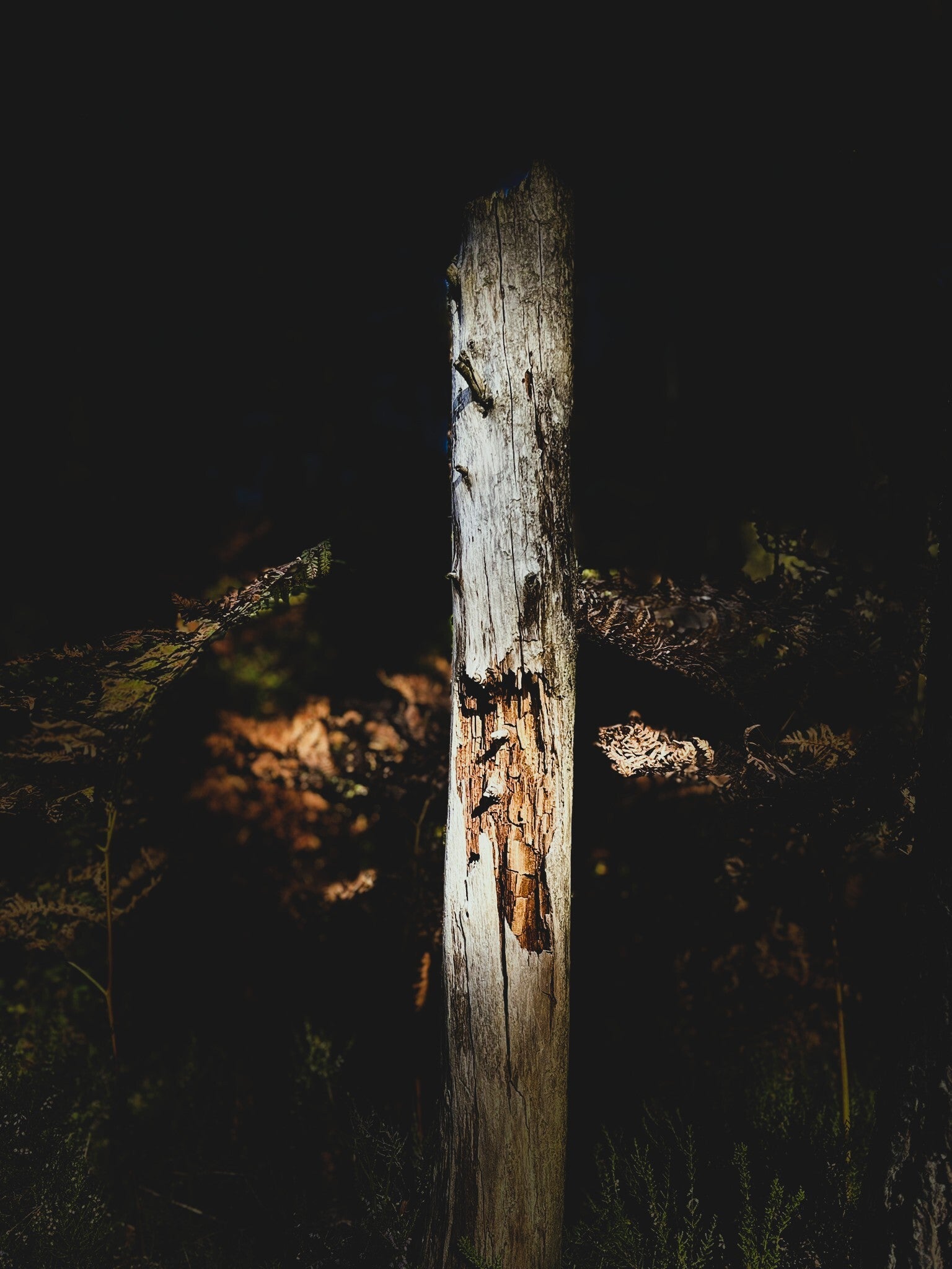 Gammel trestamme, to versjoner