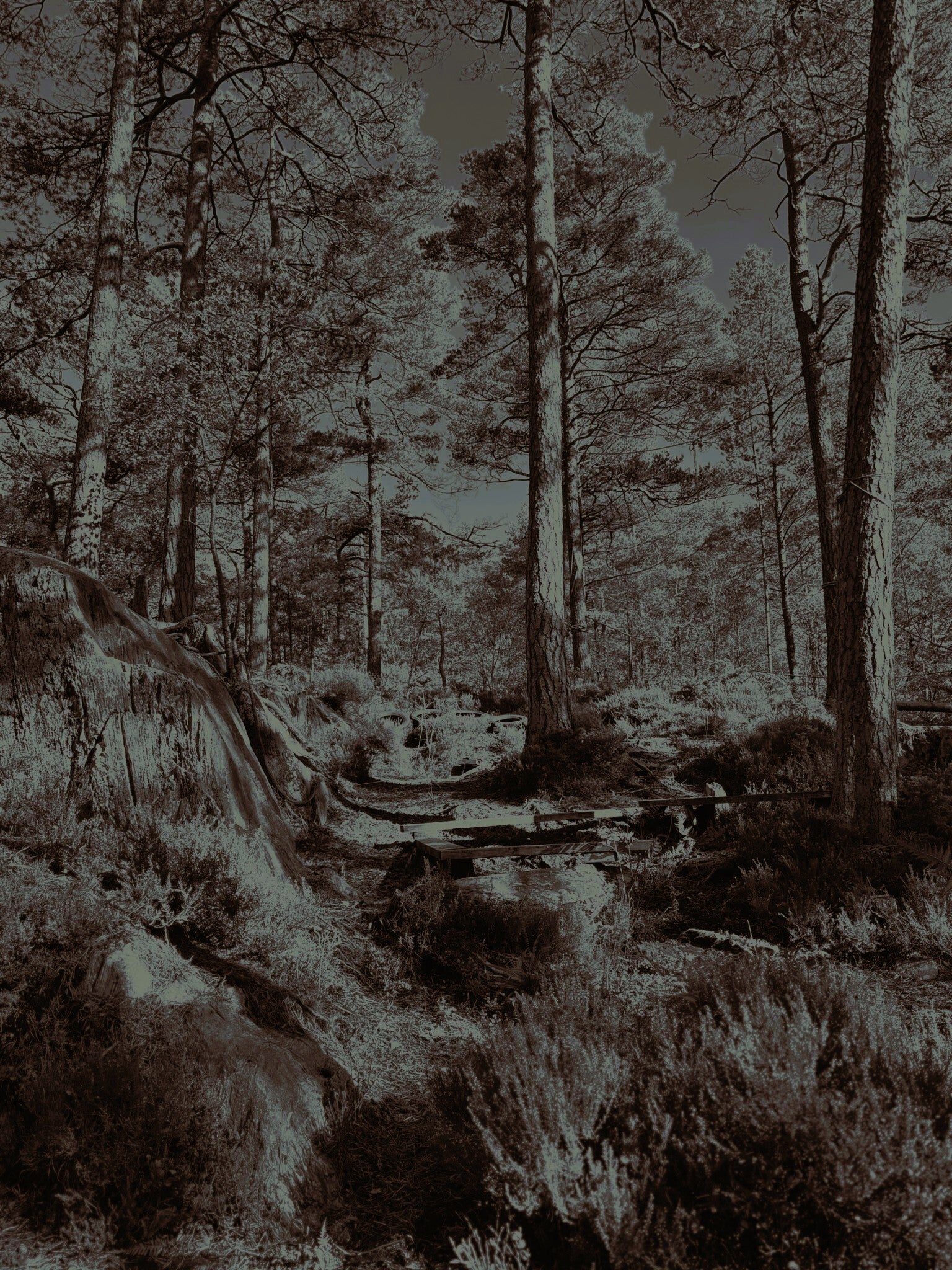 Naturfoto skog