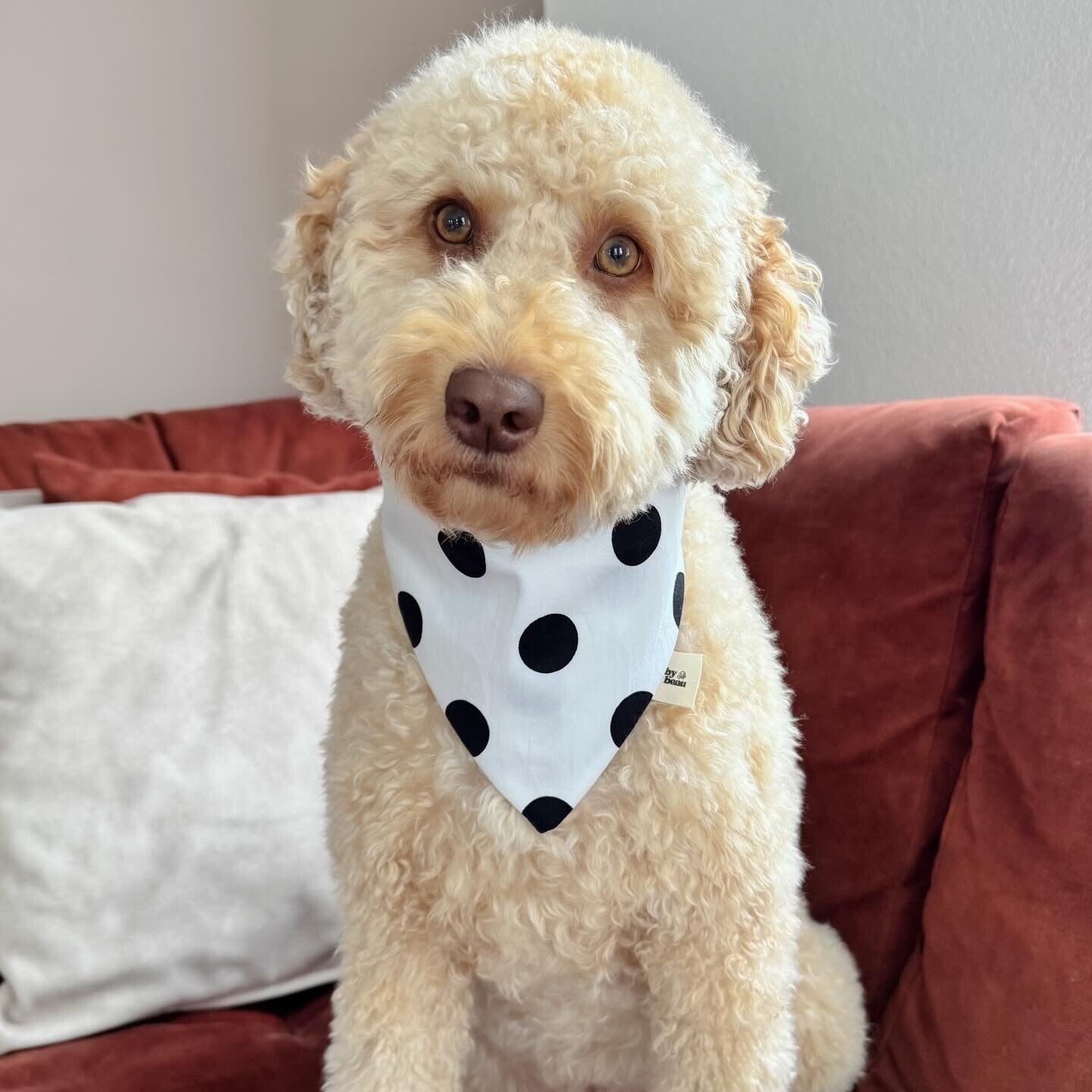 Polka Dot Bandana
