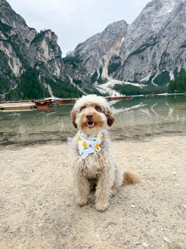 Limoncello Bandana