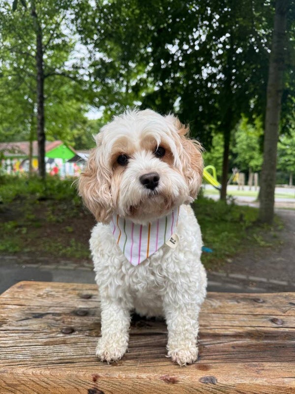 Happy Stripe Bandana
