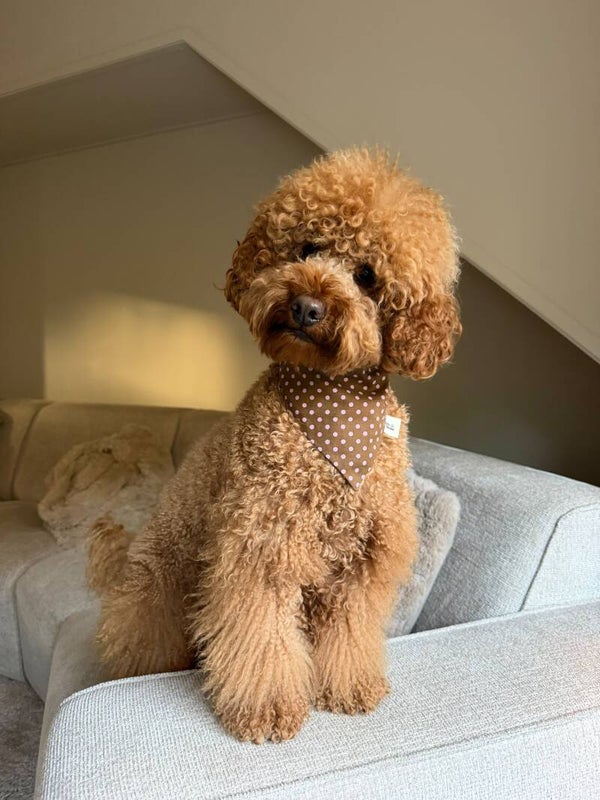 Rosie Dots Bandana