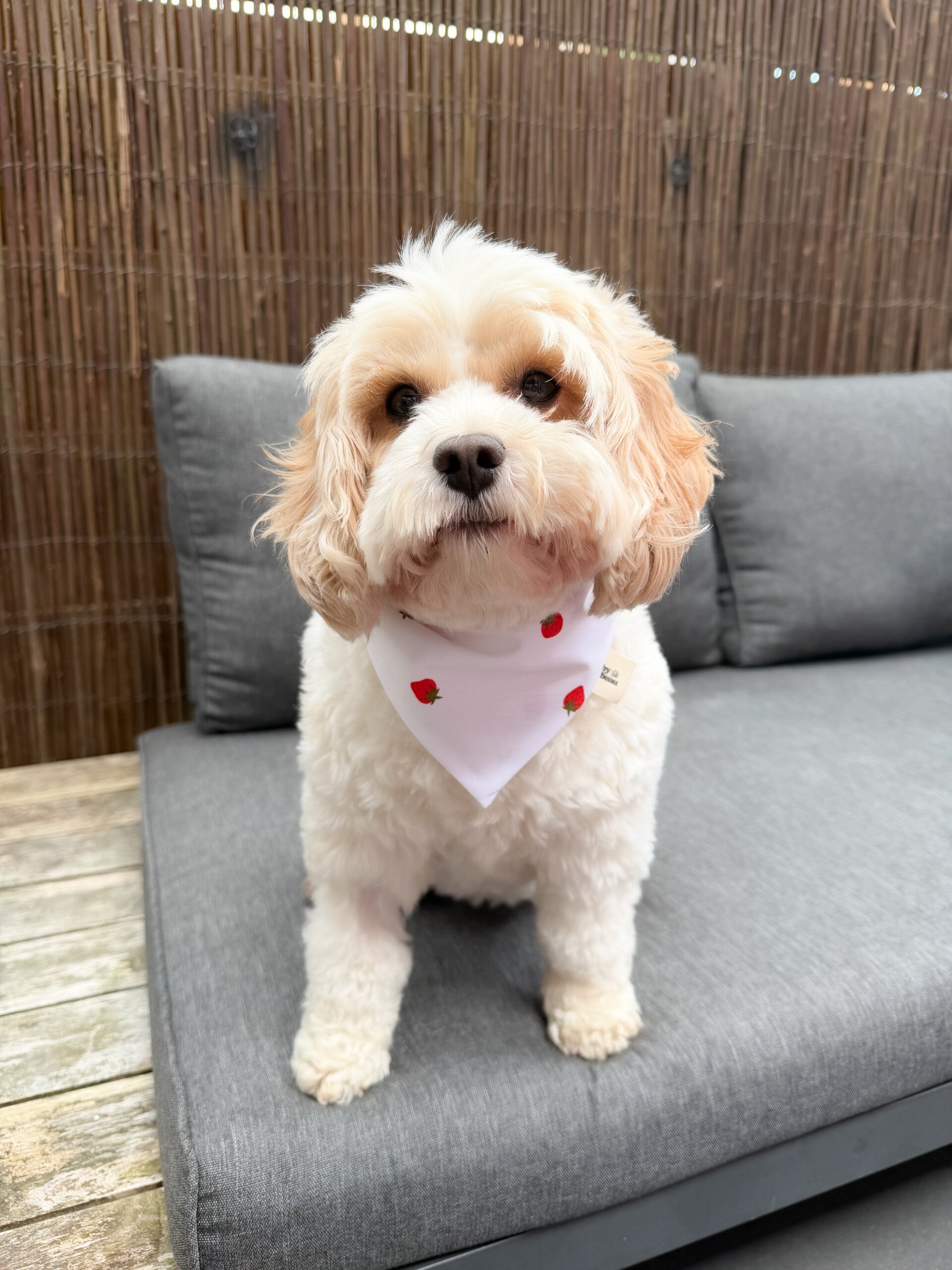 Sweet Berry Bandana