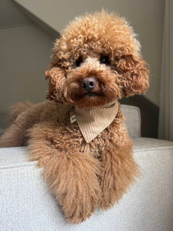 Cinnamon Cream Bandana
