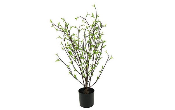 Plant Tilia S groen-12x22x61CM
