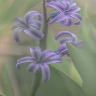 Macro1RK.jpg