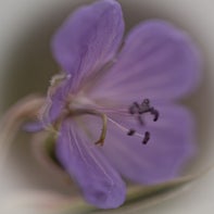 Macro36RK.jpg