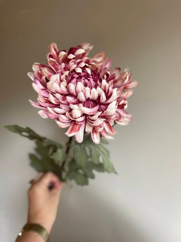 Chrysant oudroze