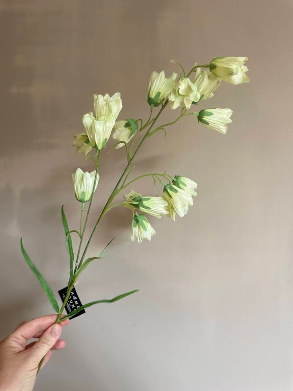 Campanula creme