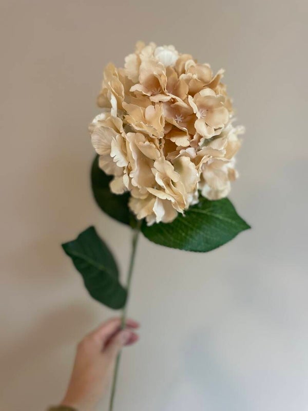 Hortensia crème beige