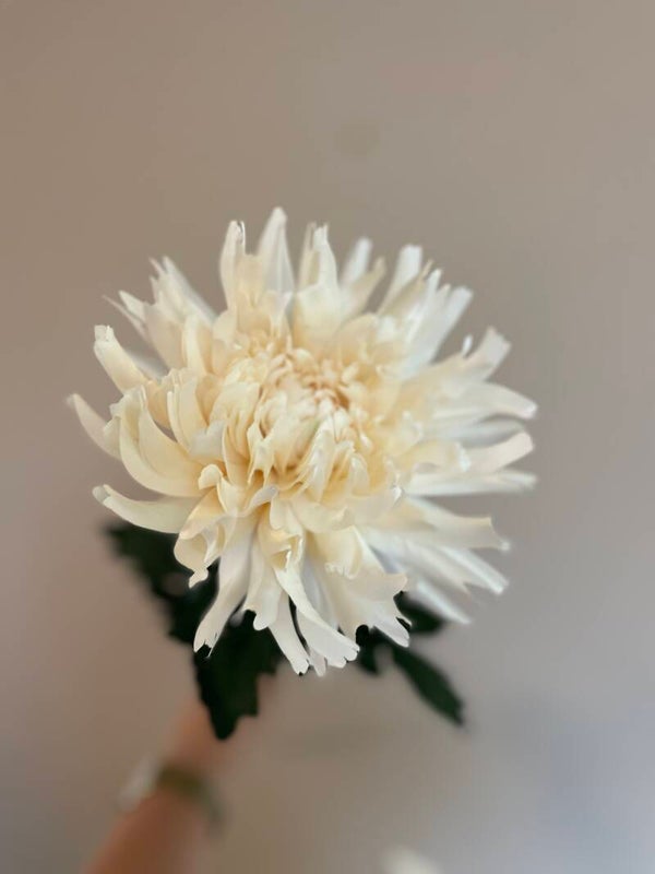 Dahlia creme