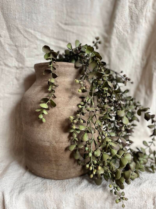 Hangende eucalyptus groen