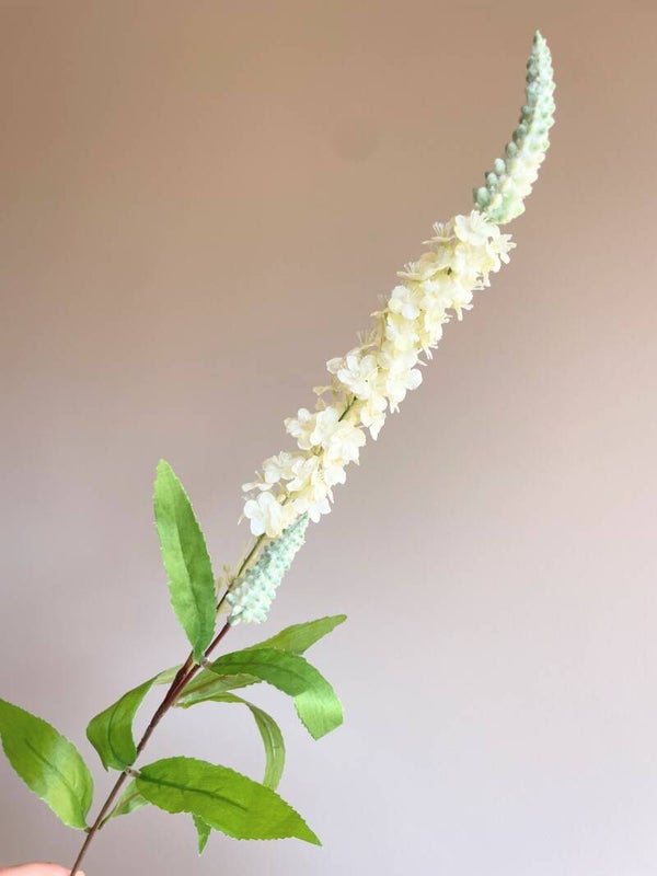 Ranonkel groot wit/roze