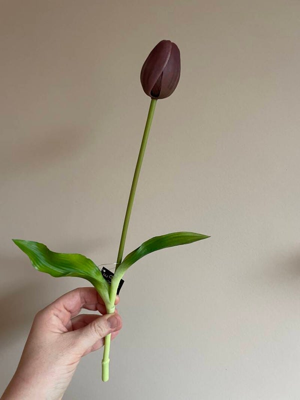 Tulp aubergine dicht