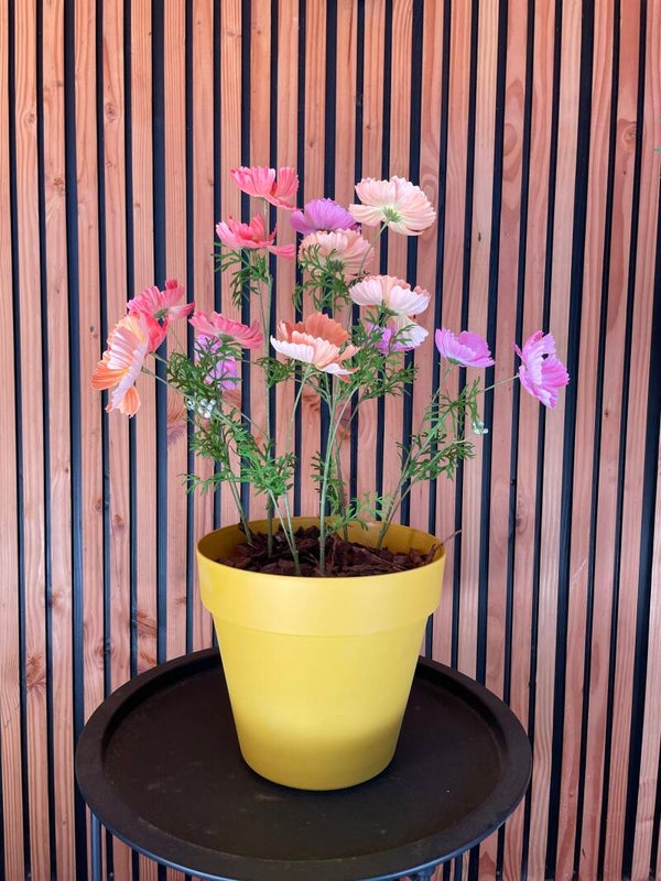 Pot groot gevuld met cosmea’s