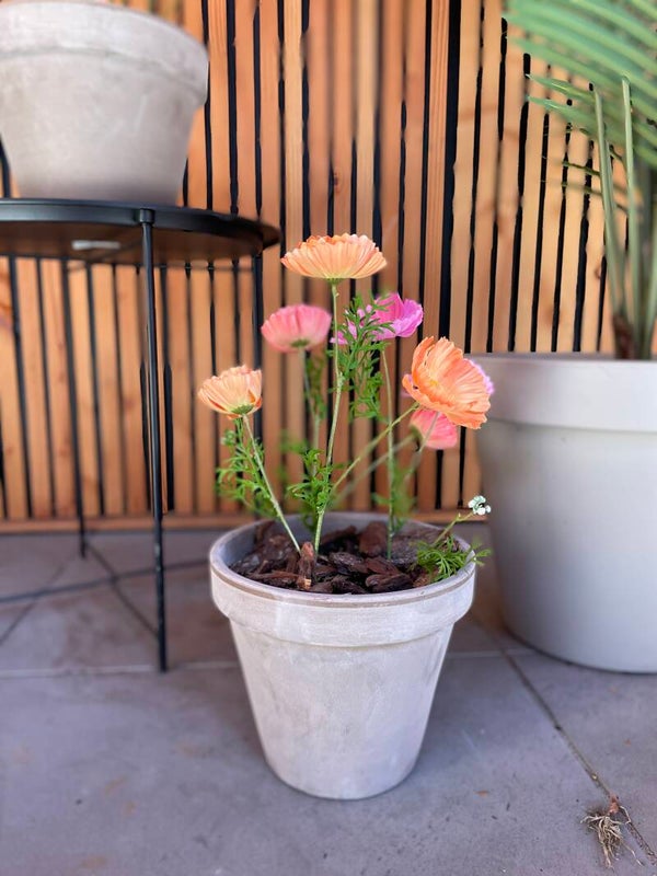 Pot grijssteen klein met cosmea’s