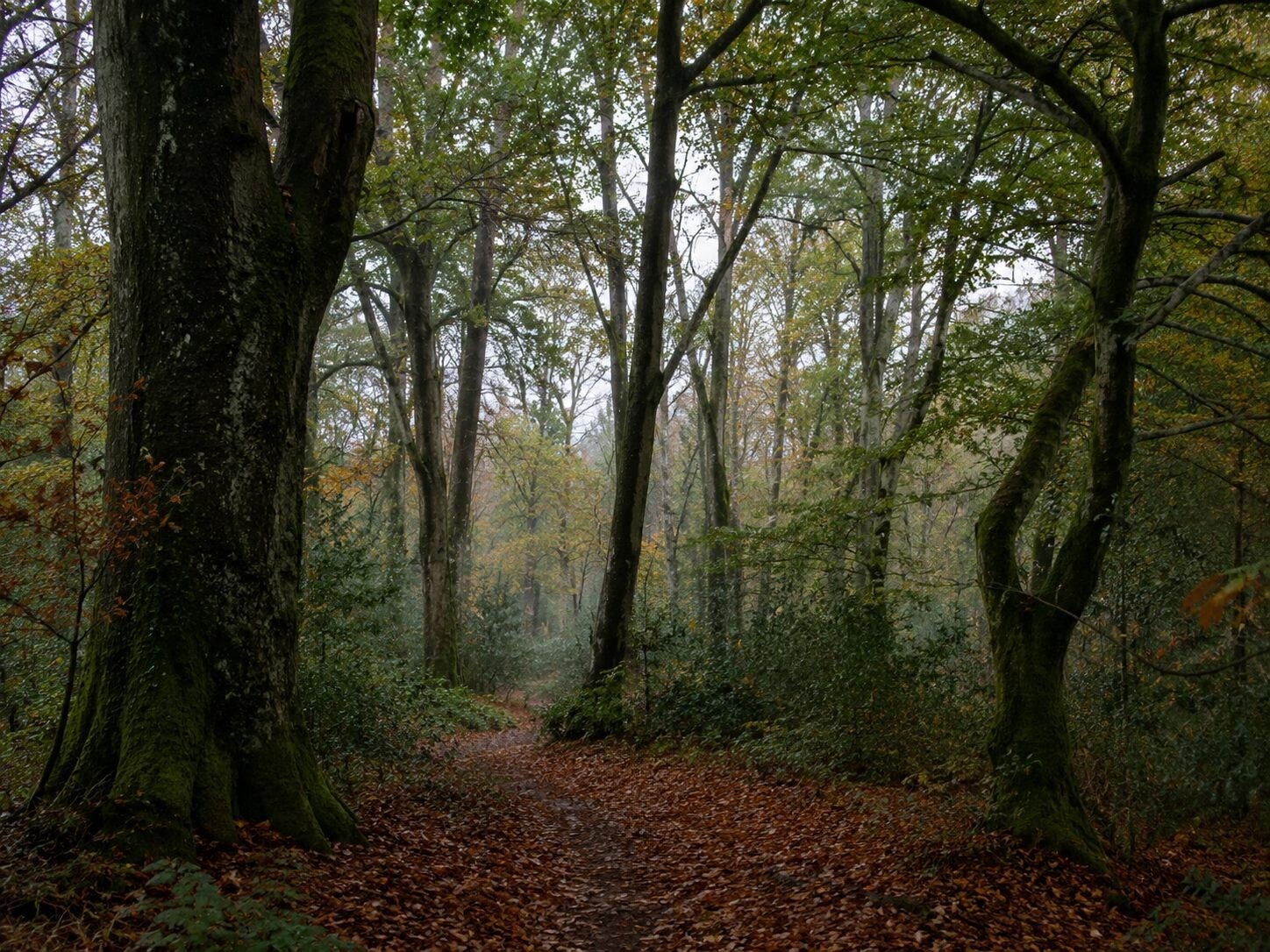 castlecomer-woods-high-standard-3vwcce.jpg