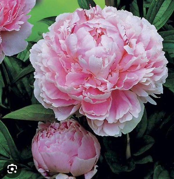 Numéro de maison en chiffre taille XL