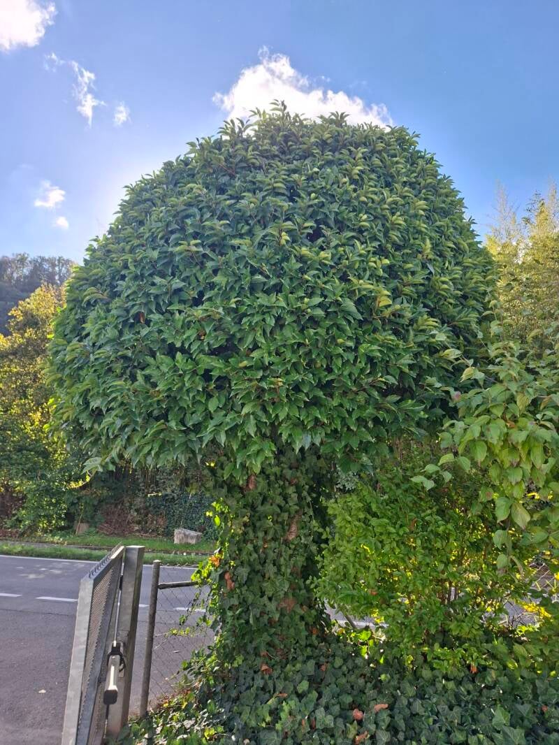 Vorher: Baum in Vinelz mit Efeu am Stamm