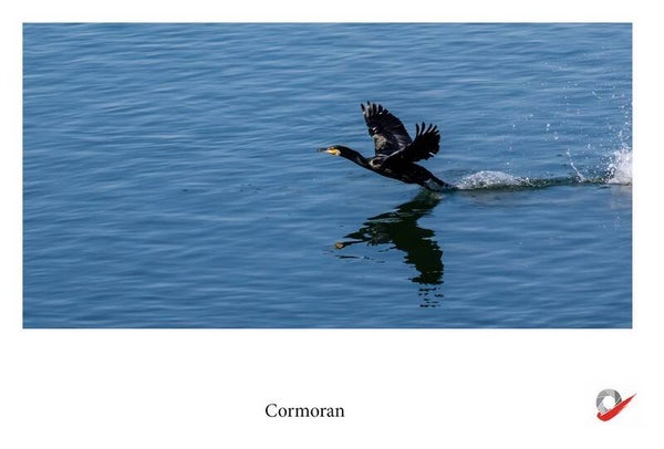 CP_2026_25 - Cormoran