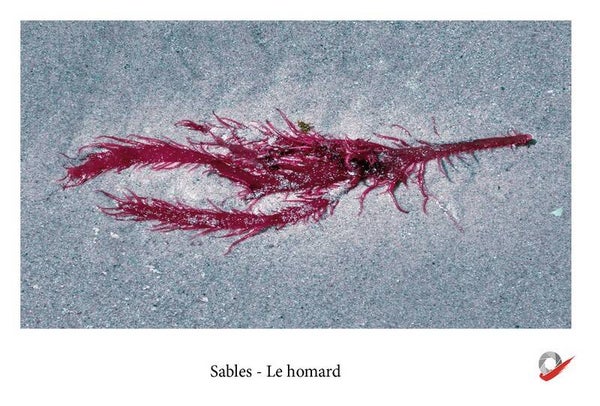 CP_2026_31 - Sables - Le homard